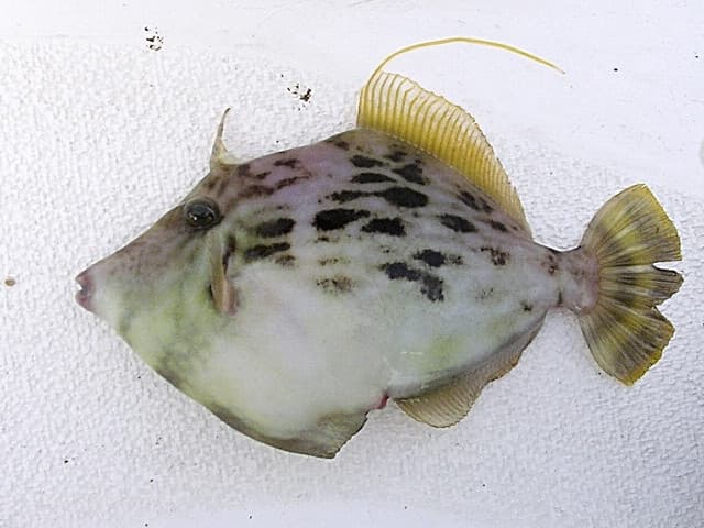 カワハギ
