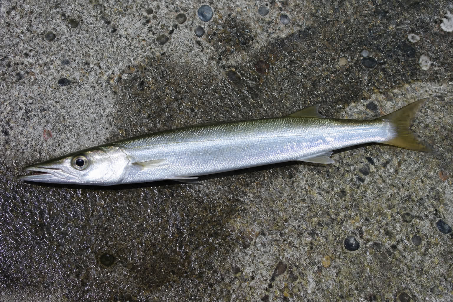 カマス